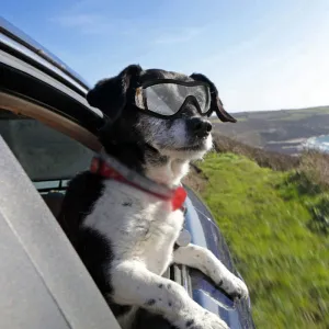 RUBYDINK Dog Swim Goggles